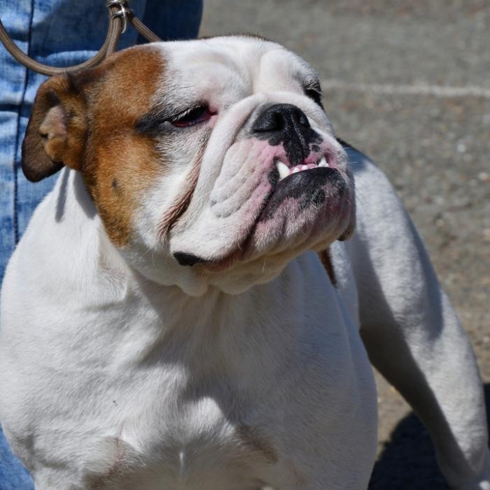10-Jähriger von Bulldogge zerfleischt - tot!