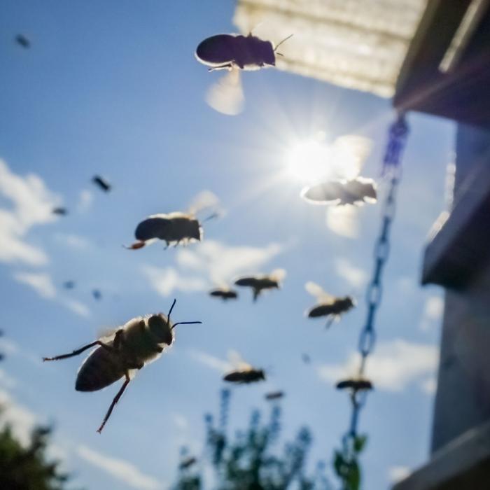 Mann von Bienenschwarm angegriffen - tot!