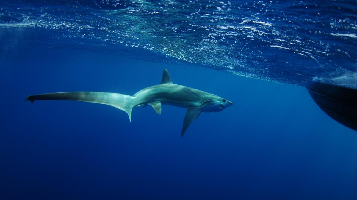 Ein Fuchshai wurde von Fischern in den Niederlanden aus dem Meer geholt. (Symbolfoto) (Foto)