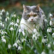 Auf Zypern hatte eine Katze in Not den richtigen Riecher und wurde bei der örtlichen Polizei vorstellig.