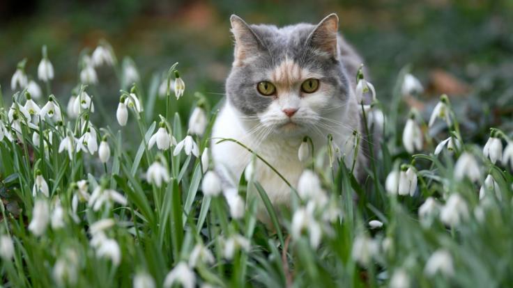 Auf Zypern hatte eine Katze in Not den richtigen Riecher und wurde bei der örtlichen Polizei vorstellig.