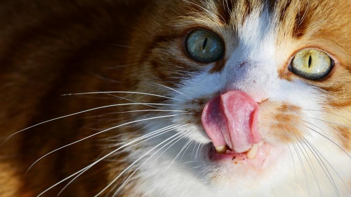 Ein Gyn&auml;kologe hat ein Katzenhaar-B&uuml;schel in einer Vagina gefunden. (Foto)