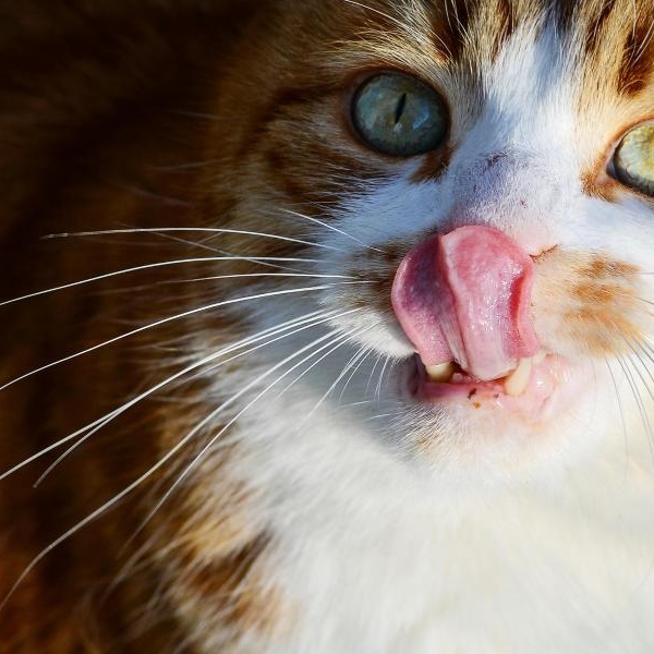 Schweizer essen Katzen-Braten zu Weihnachten