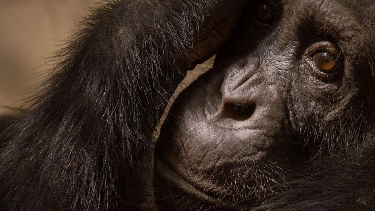 Tierische (R)Evolution bei Arte (Foto)