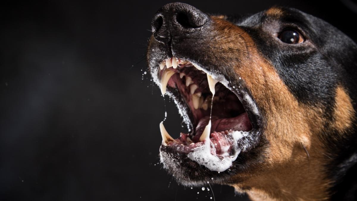 Gleich 2 Rottweiler attackierten eine Frau auf offener Stra&szlig;e. (Foto)