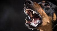Gleich 2 Rottweiler attackierten eine Frau auf offener Straße.