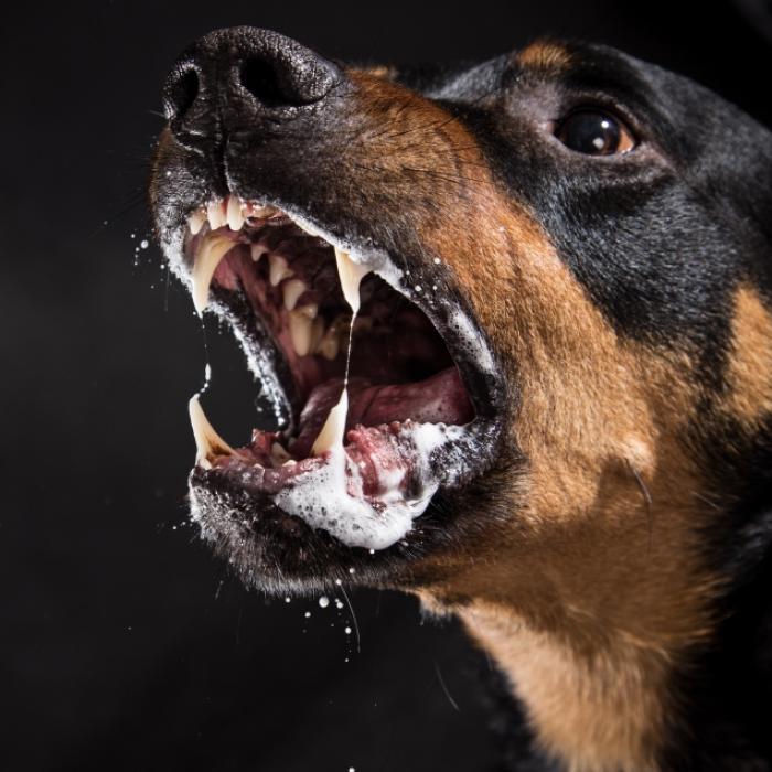 2 Rottweiler stürzten sich auf sie! Frau (40) stirbt nach Horror-Attacke