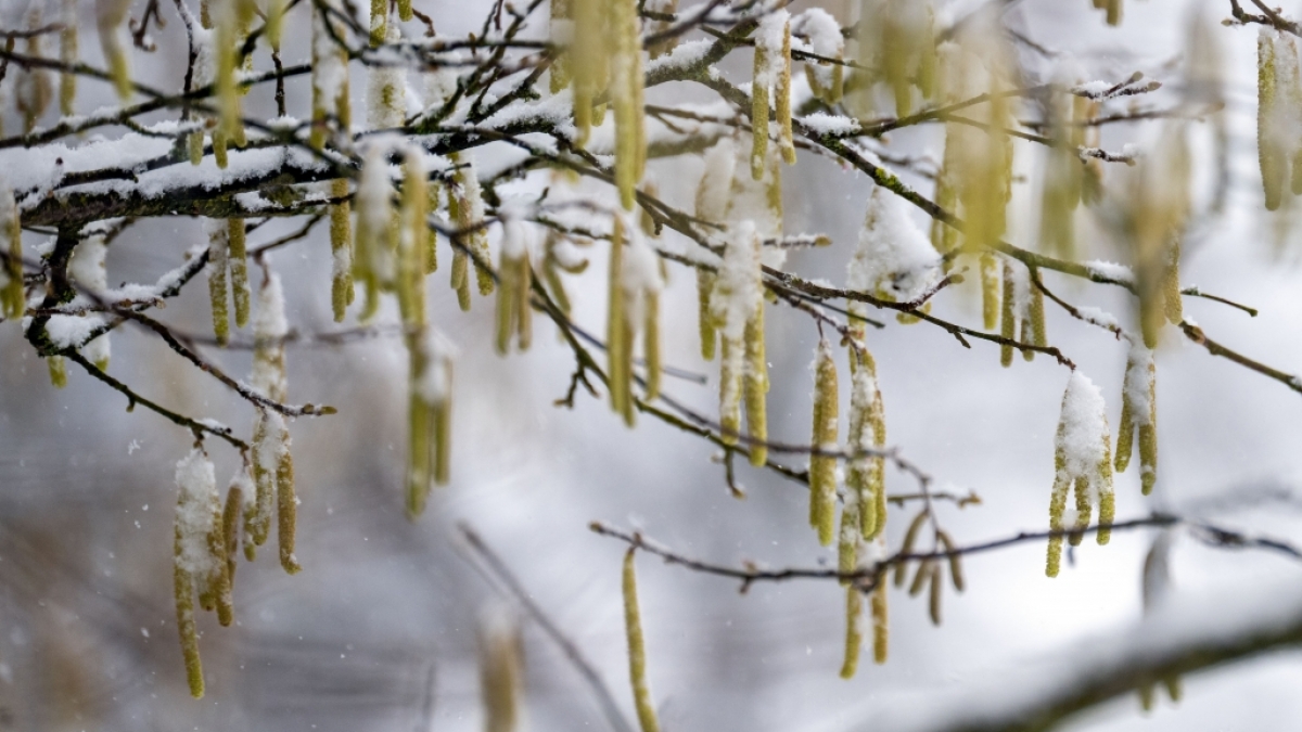 Der DWD warnt vor m&ouml;glichem Frost (Symbolbild). (Foto)
