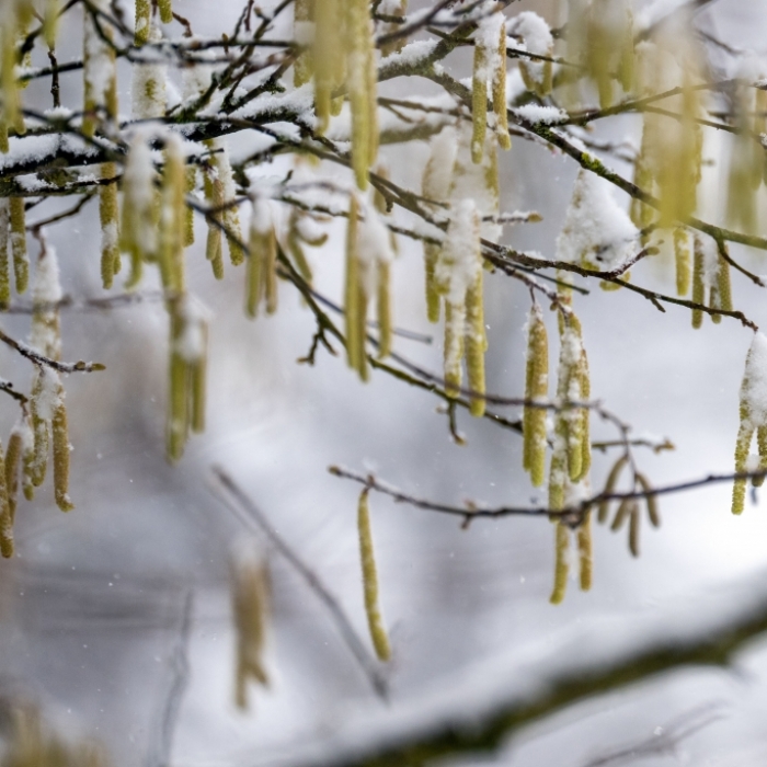 Der DWD warnt vor möglichem Frost (Symbolbild).