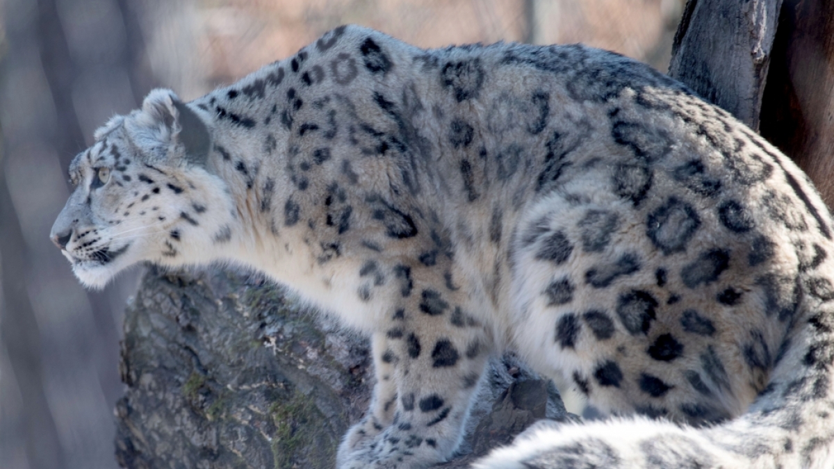 In Indien wurde ein f&uuml;nf Jahre altes M&auml;dchen von einem Leoparden angegriffen und t&ouml;dlich verletzt (Symbolbild). (Foto)