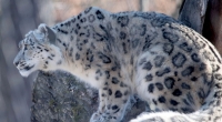 In Indien wurde ein fünf Jahre altes Mädchen von einem Leoparden angegriffen und tödlich verletzt (Symbolbild).