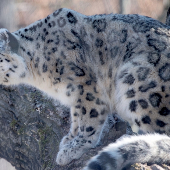 Mädchen (5) von Leopard zerfleischt und verschleppt