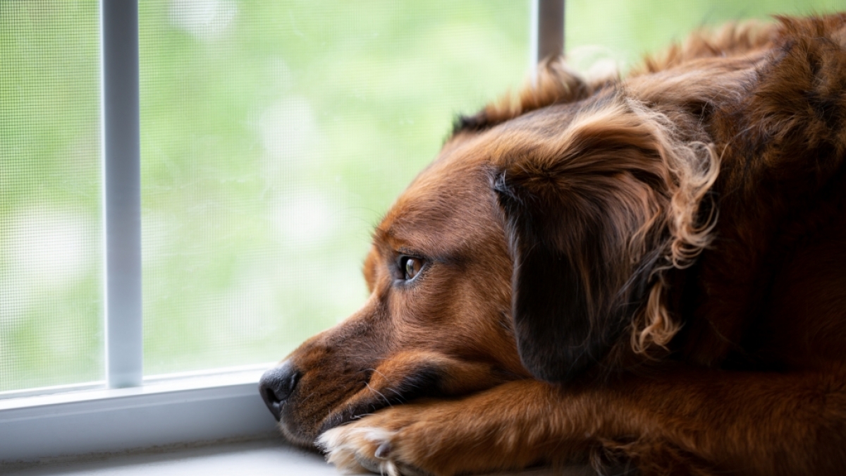 In M&ouml;lding soll ein Mann angeblich den Hund seiner Ex-Freundin vergewaltigt haben. (Symbolfoto) (Foto)