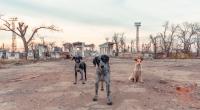 In Russland kursiert der Plan, streunende Hunde in der Ukraine als Selbstmordattentäter einzusetzen.