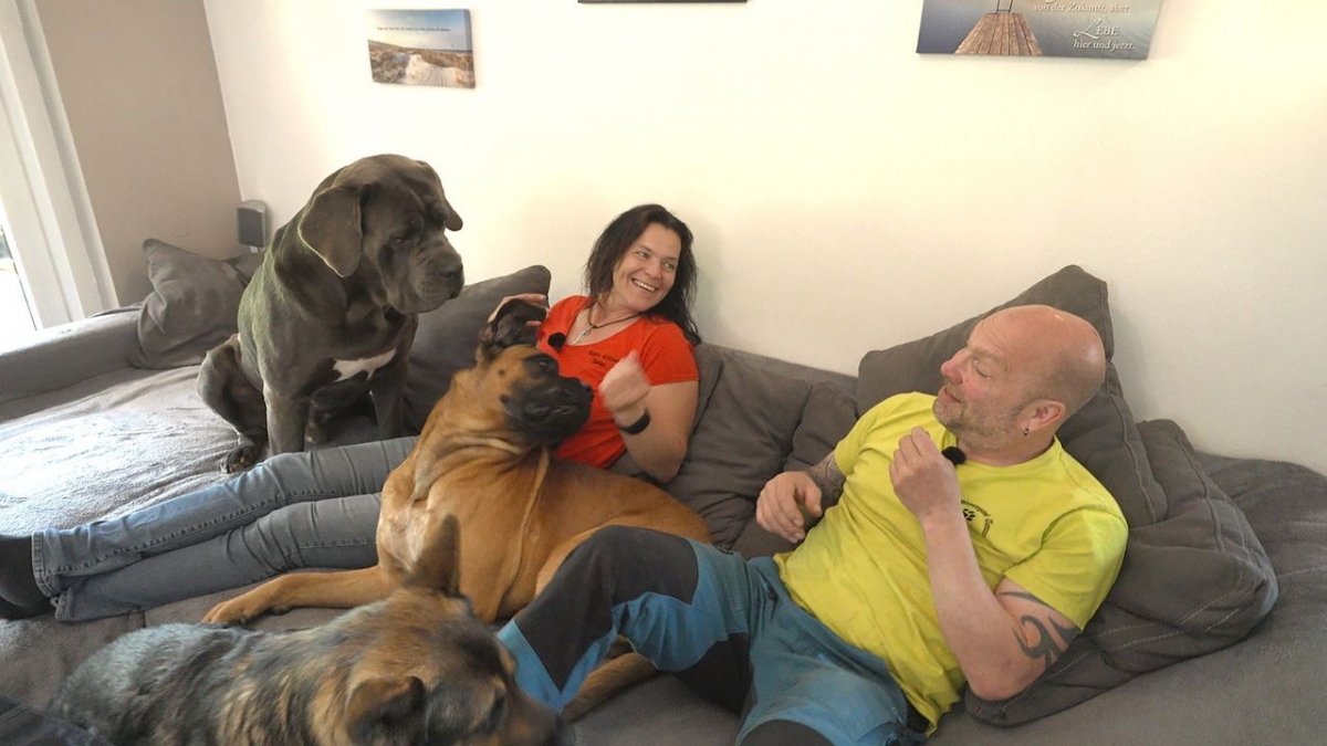 Die gro&szlig;en Hunde - Mit Martin R&uuml;tter bei RTL (Foto)
