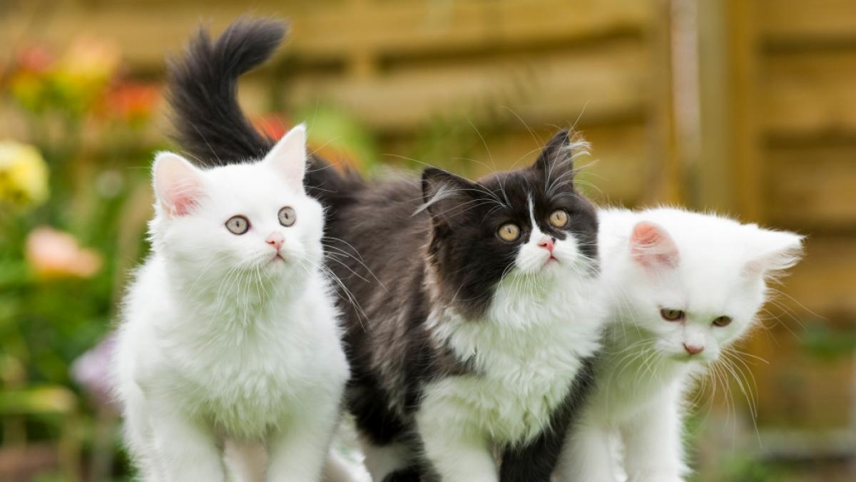 In Saarbr&uuml;cken wurden fast 200 tote Katzen entdeckt. (Symbolfoto) (Foto)