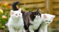 In Saarbrücken wurden fast 200 tote Katzen entdeckt. (Symbolfoto)