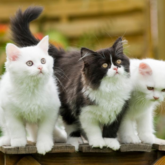 Horror-Fund! Fast 200 tote Katzen in Gartenlaube entdeckt