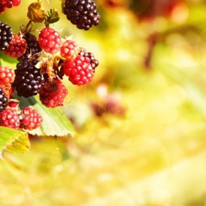 Goldener September! Kehrt der Spätsommer noch einmal zurück? 