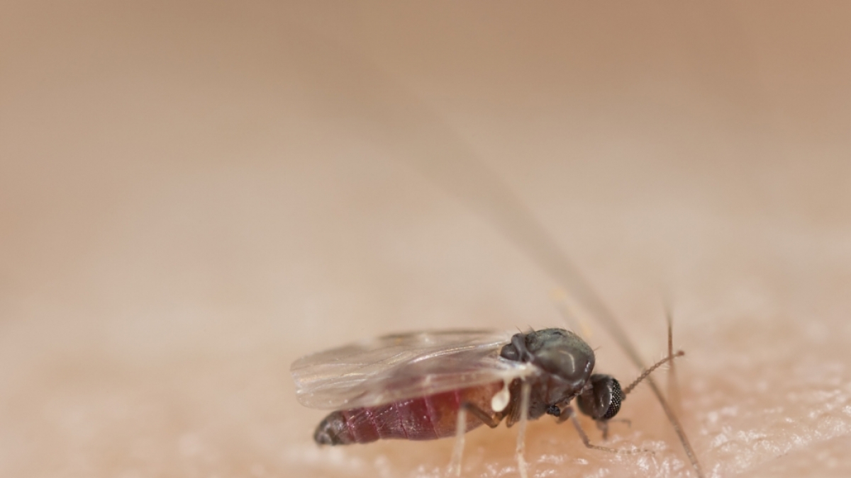Kriebelm&uuml;cken sehen der Stubenfliege sehr &auml;hnlich. (Foto)