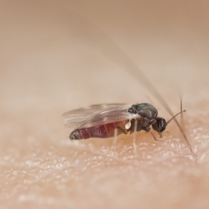 Insekten-Horror! DIESE Mücke kann tödlich sein