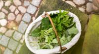 Teekräuter lassen sich im Garten und der Natur sammeln.