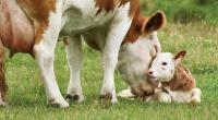 In der Türkei brachte eine Kuh ein mutiertes Kalb zur Welt. (Symbolfoto)