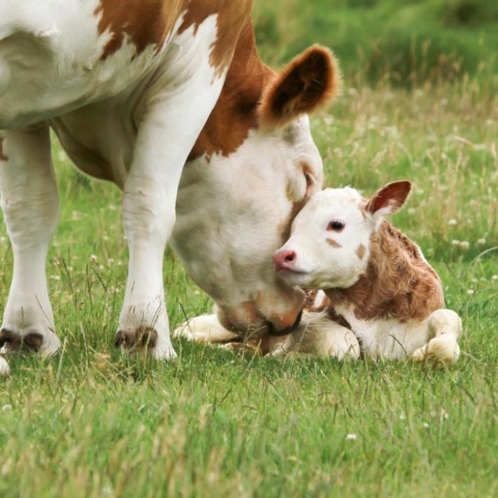 Ohne Augen und mit verformtem Schädel! Mutiertes Kalb in der Türkei geboren