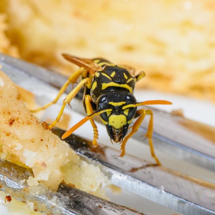 Wespen erschlagen ist verboten - hier drohen saftige Strafen
