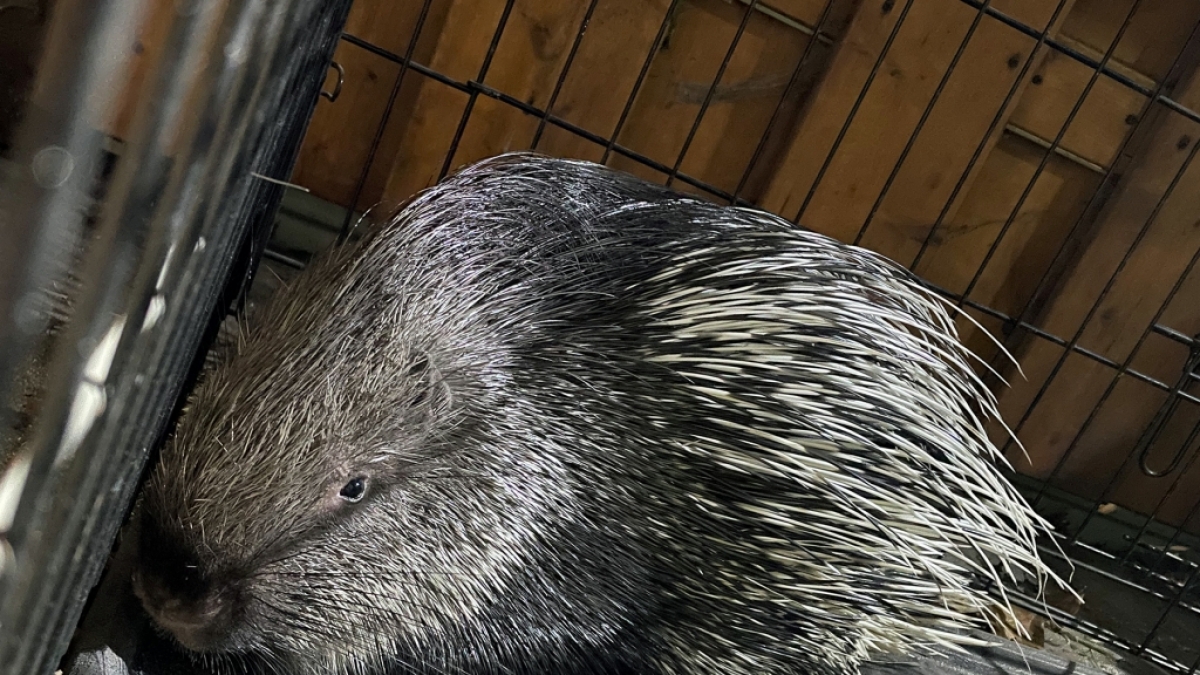Eine Stachelschweinfamilie bedroht eine Atomanlage in Israel. (Foto)