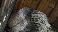 Eine Stachelschweinfamilie bedroht eine Atomanlage in Israel.