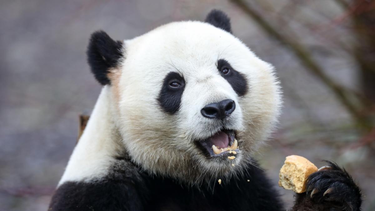 Riesenpanda Tian Bao hat einen Mann angegriffen. (Foto)