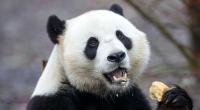 Riesenpanda Tian Bao hat einen Mann angegriffen.