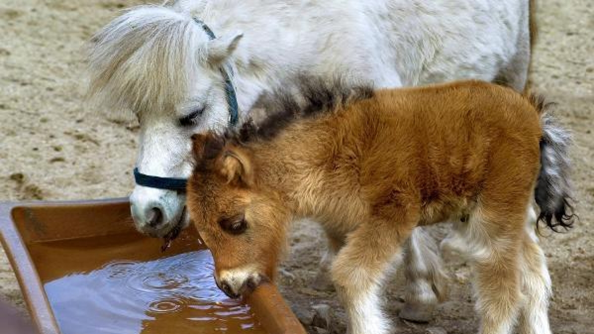 In aller &Ouml;ffentlichkeit soll sich ein Mann in Berlin an einem Pony vergangen haben (Symbolbild). (Foto)