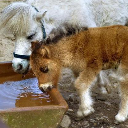 Kind musste zuschauen! Mann missbraucht Pony in Streichelzoo