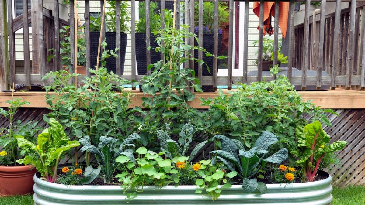 Mischkulturen im Garten haben zahlreiche Vorteile. (Foto)