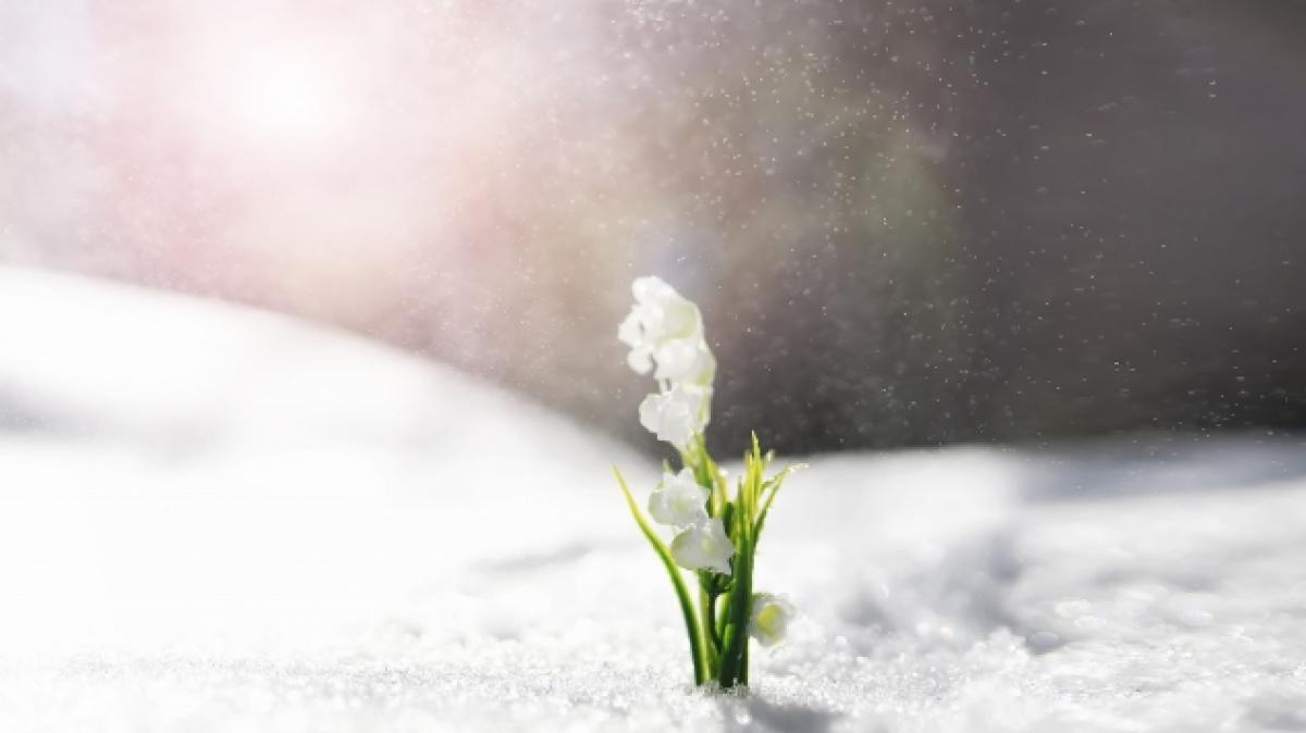 Wettervorhersage: Es ist wird schneien. (Foto)