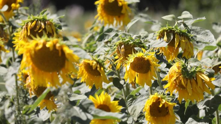 Heiße, von Dürre geprägte Sommer werden in Deutschland keine Seltenheit bleiben, wie Meteorologen warnen.