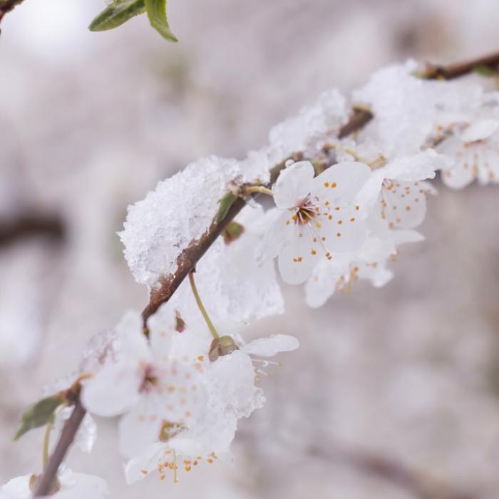 Frostschock im Mai? Meteorologen mit eiskalter Prognose
