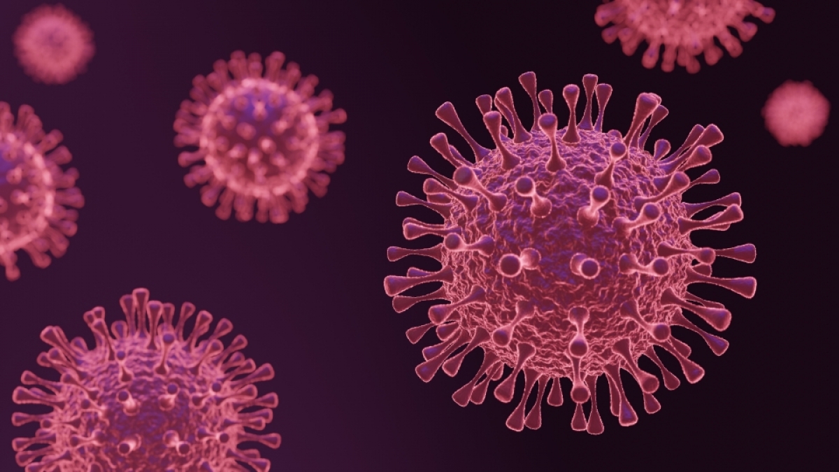 Bislang hat die unbekannte Virus-Erkrankung nur B&auml;ren infiziert. (Foto)