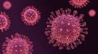 Bislang hat die unbekannte Virus-Erkrankung nur Bären infiziert.