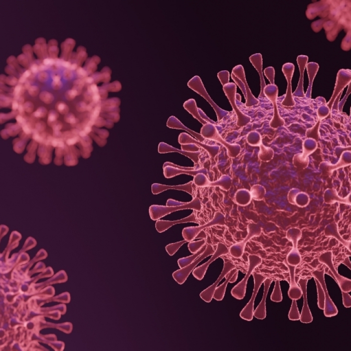 Zombie-Virus befällt Bären! Wie gefährlich ist die Krankheit für Menschen?