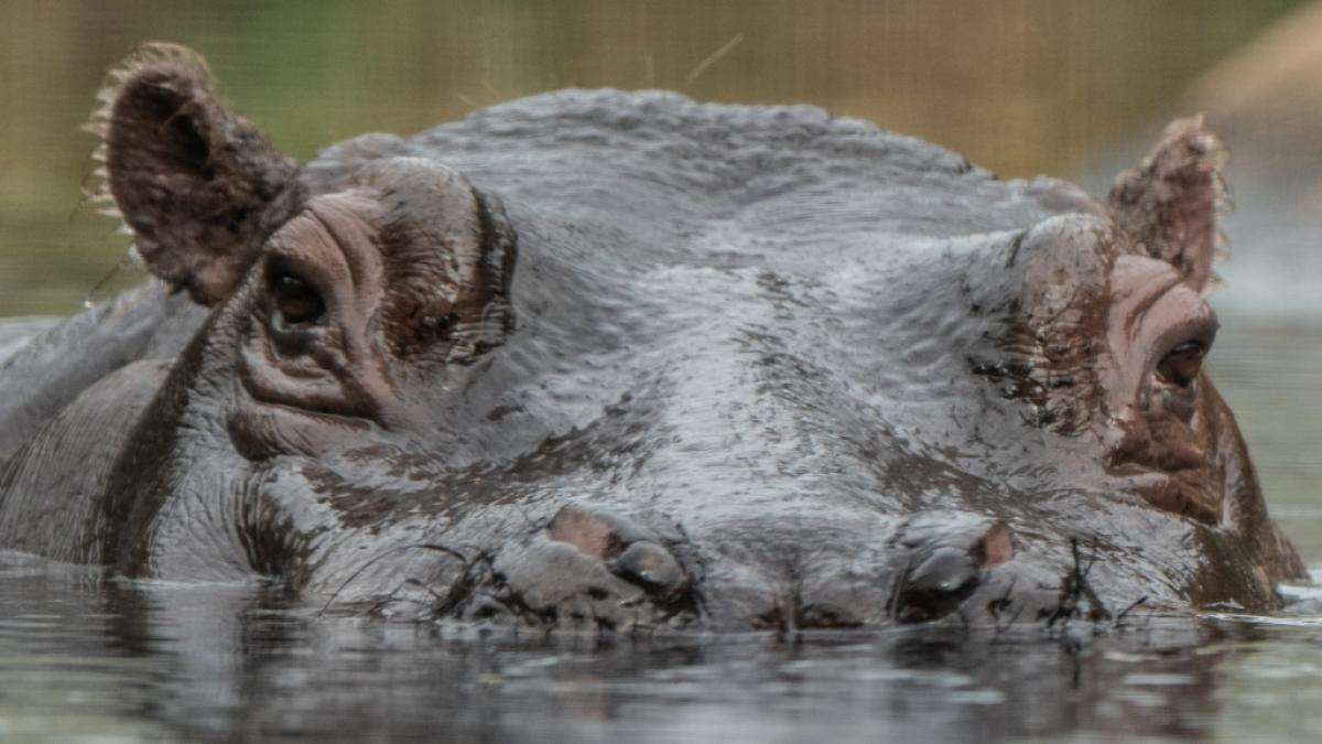Ein aggressives Flusspferd st&uuml;rzte sich bei einem Safari-Ausflug auf einen Kanuten - doch der Mann &uuml;berlebte die Raubtier-Attacke. (Foto)