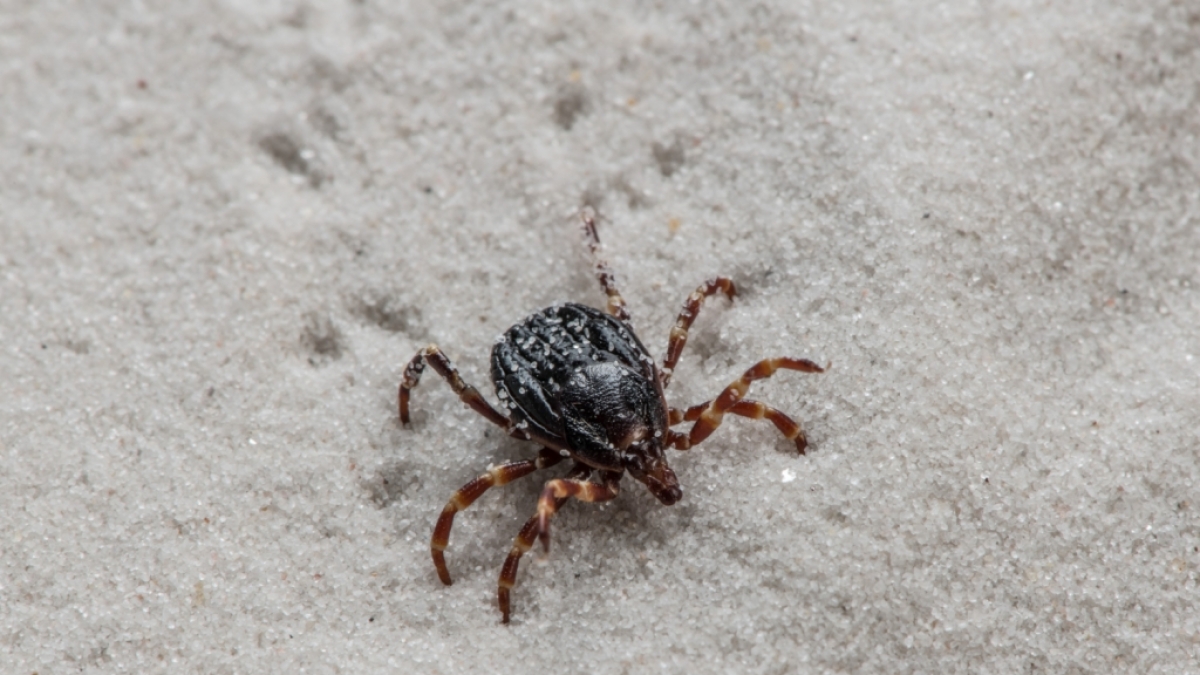 Die gef&auml;hrliche Hyalomma-Zecke kann Tr&auml;ger des f&uuml;r Menschen unter Umst&auml;nden sogar t&ouml;dlichen Krim-Kongo-Virus sein. (Foto)