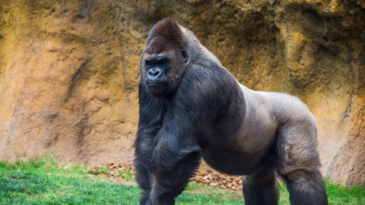 Ein Gorilla hat eine Tierpflegerin in Madrid angegriffen. (Foto)