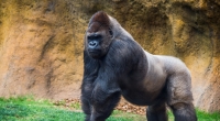 Ein Gorilla hat eine Tierpflegerin in Madrid angegriffen.