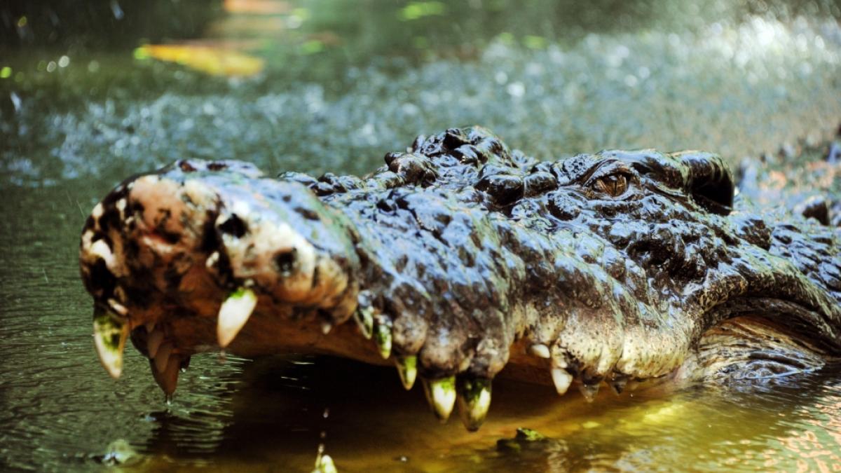 Eine junge Frau wurde im Mexiko-Urlaub von einem Krokodil angegriffen - und &uuml;berlebte! (Symbolbild). (Foto)