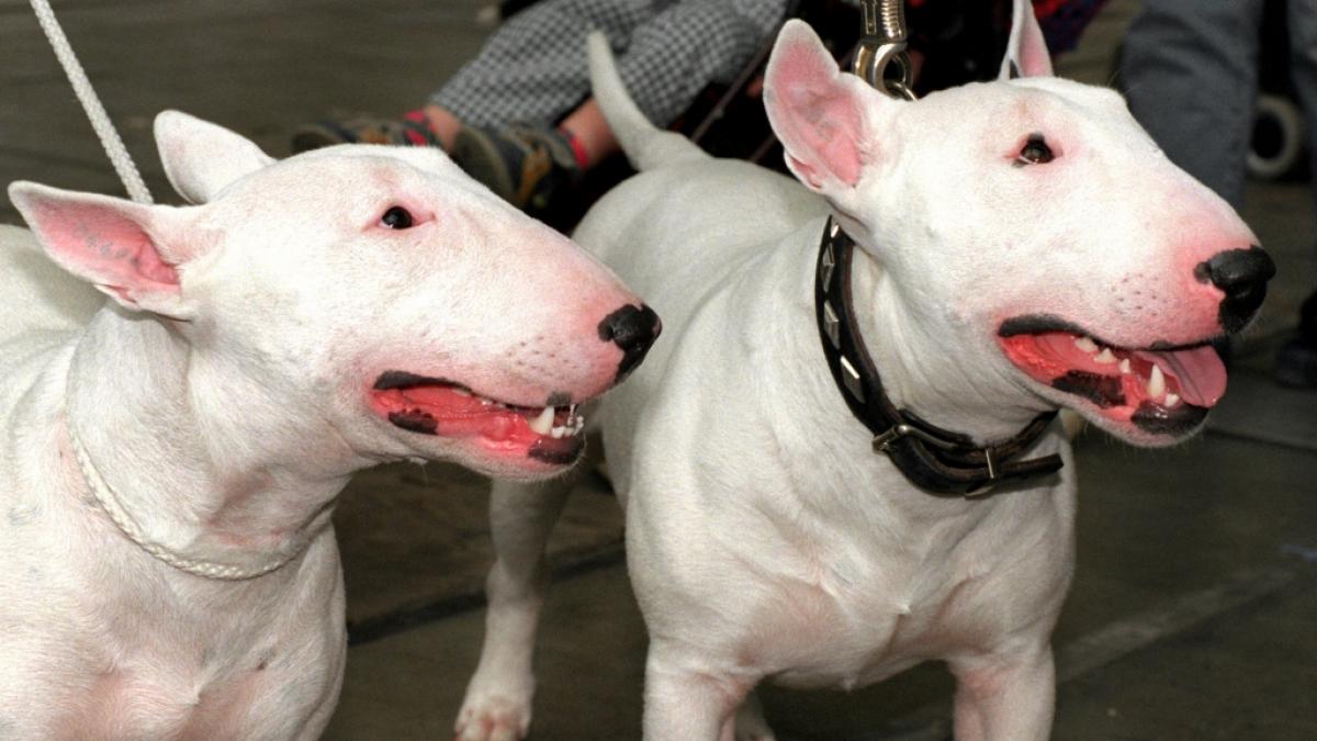 Ein Bullterrier hat im russischen Nischnewartowsk ein kleines M&auml;dchen angefallen und zerfleischt (Symbolbild). (Foto)