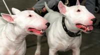 Ein Bullterrier hat im russischen Nischnewartowsk ein kleines Mädchen angefallen und zerfleischt (Symbolbild).