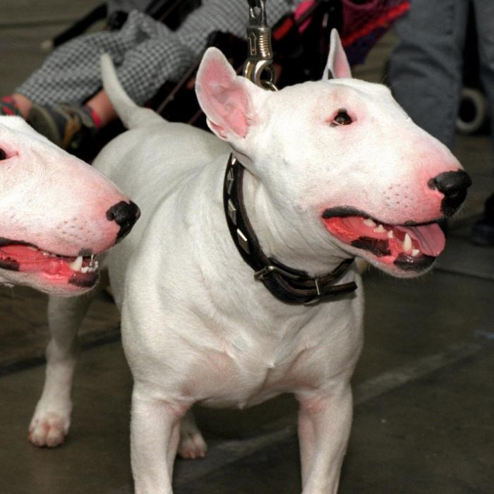Bullterrier zerfleischt Mädchen auf Spielplatz